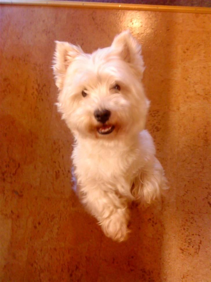 West highland white terrier Mickey - Mickey der tigger:) billede 2