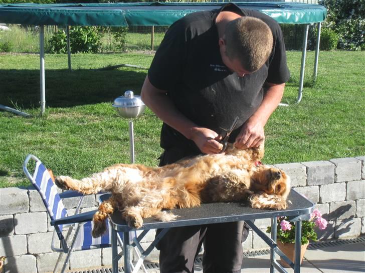 Cocker spaniel Zuma *Bamse* .<33' - zumze blir klippet! Inten slapper han HELT af eller ogs kan man slet ikk holde ham stille xD billede 14