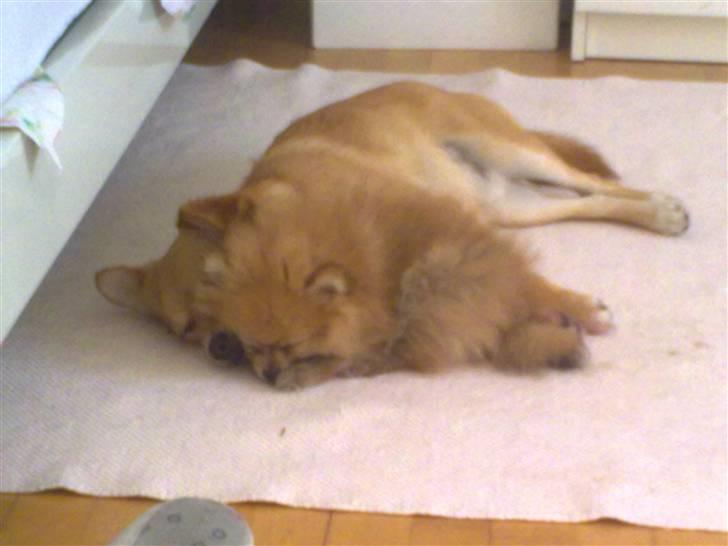 Pomeranian Emmalie billede 15