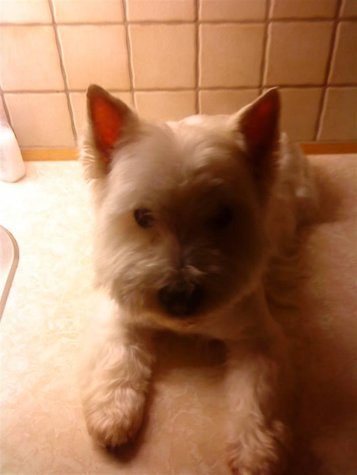West highland white terrier Mickey billede 3
