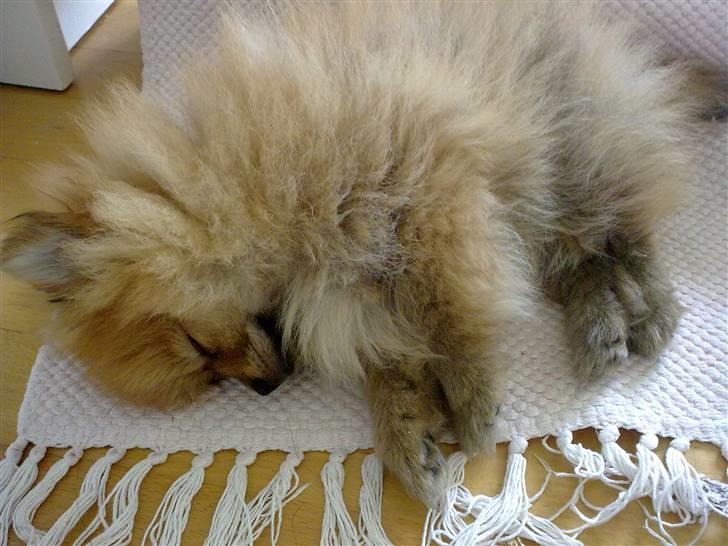 Pomeranian Emmalie billede 16