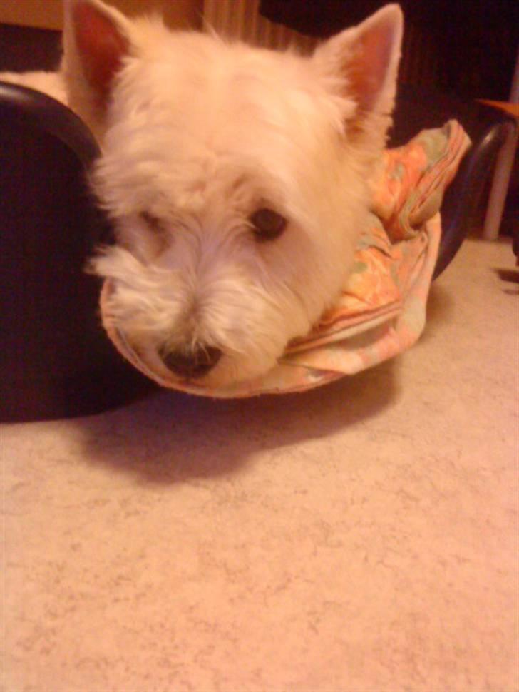 West highland white terrier Mickey billede 4