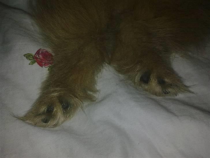 Pomeranian Emmalie billede 17