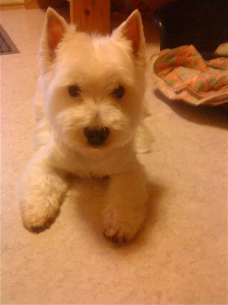 West highland white terrier Mickey billede 5