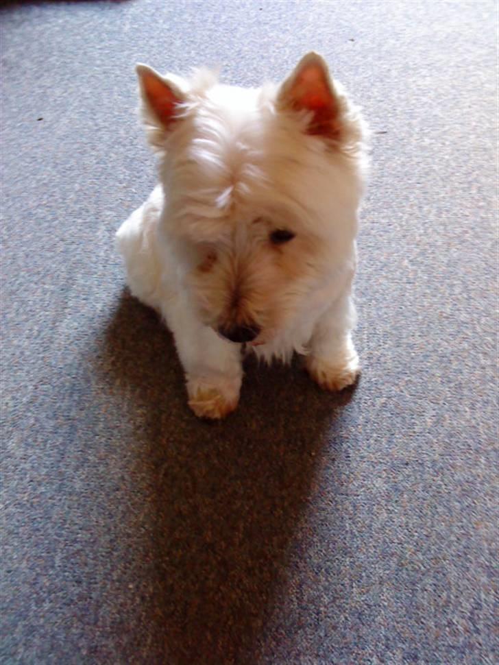 West highland white terrier Mickey billede 6