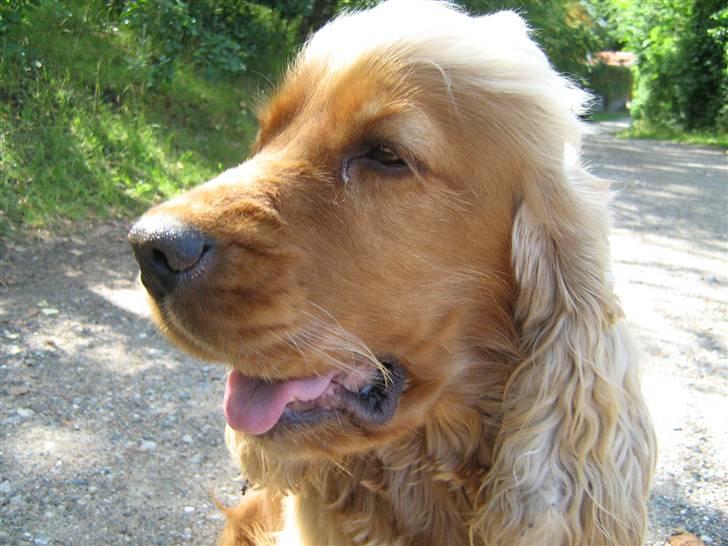 Cocker spaniel Zuma *Bamse* .<33' - hihi <3 billede 15