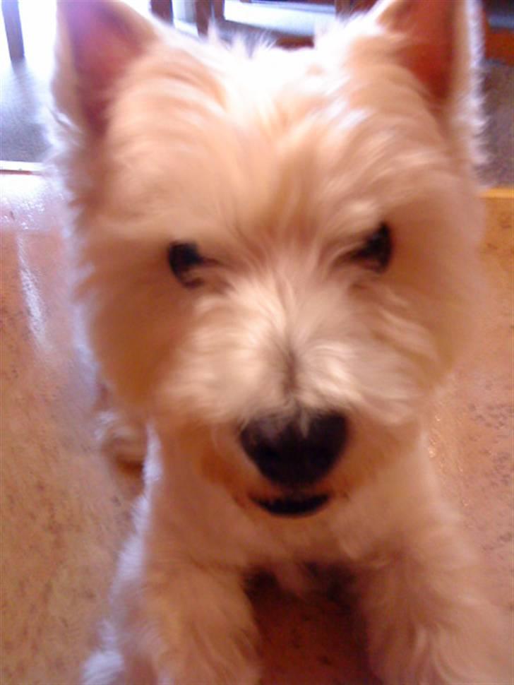 West highland white terrier Mickey billede 7