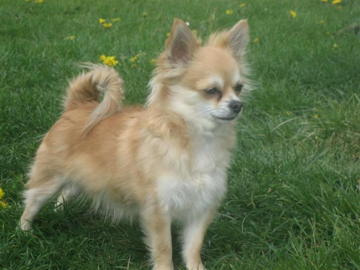 Chihuahua Shiva billede 1