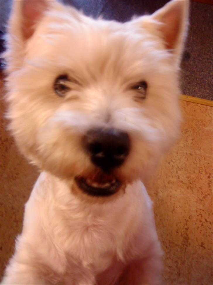 West highland white terrier Mickey billede 8