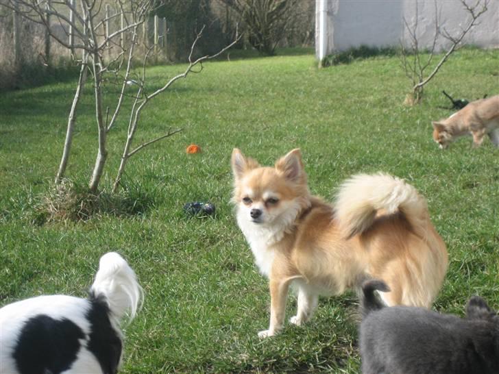 Chihuahua Shiva billede 2