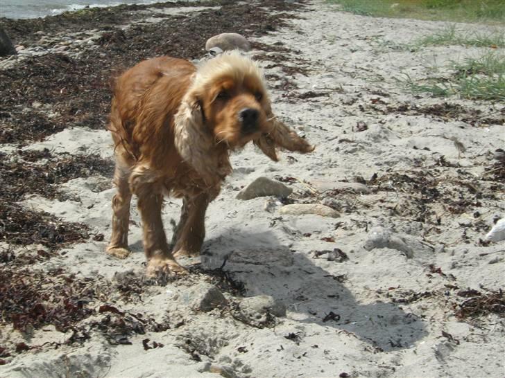 Cocker spaniel Zuma *Bamse* .<33' - ryste ryste <3  billede 16