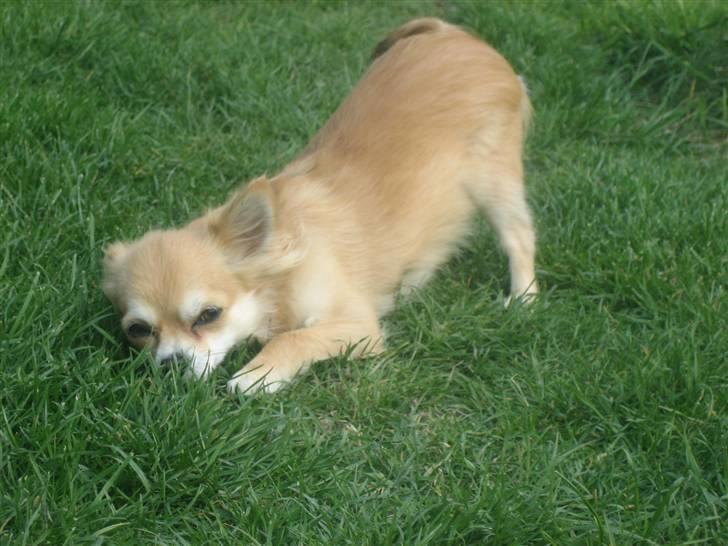 Chihuahua Shiva billede 3