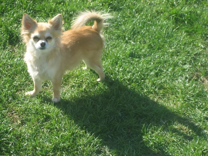 Chihuahua Shiva billede 4