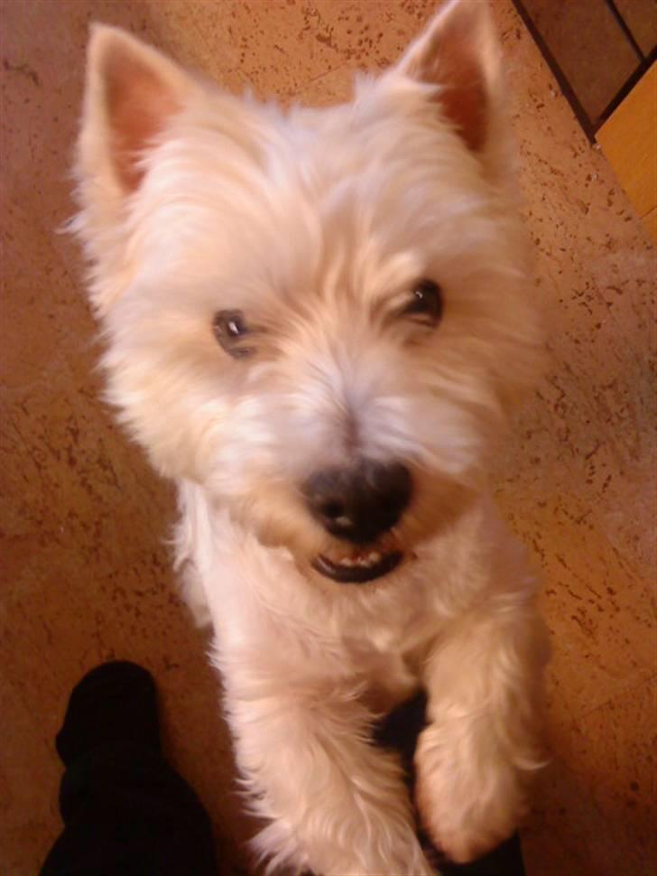 West highland white terrier Mickey billede 9