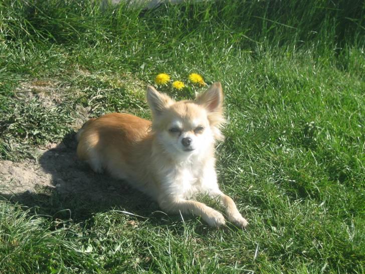 Chihuahua Shiva billede 5