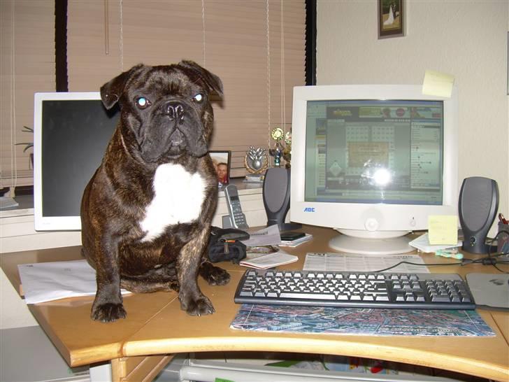 Fransk bulldog Rocky - rocky 10 mdr. billede 11