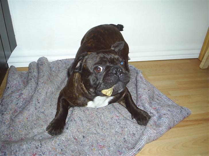 Fransk bulldog Rocky - rocky 10 mdr billede 12