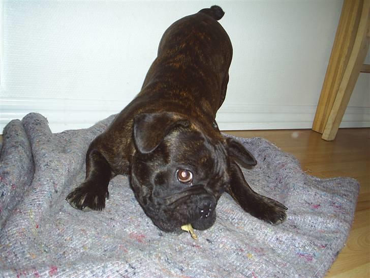 Fransk bulldog Rocky - rocky 10 mdr billede 13