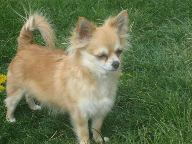 Chihuahua Shiva billede 6