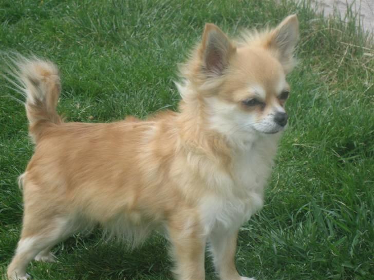 Chihuahua Shiva billede 7