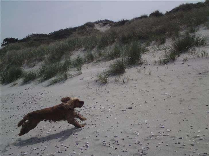 Cocker spaniel Zuma *Bamse* .<33' - ved stranden igen fuld fart på :) billede 17