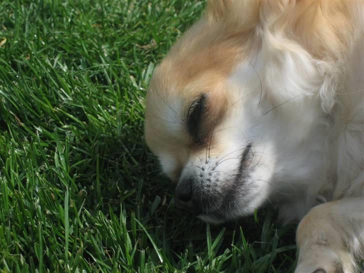 Chihuahua Shiva billede 8