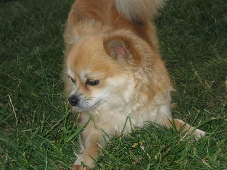 Chihuahua Shiva billede 9