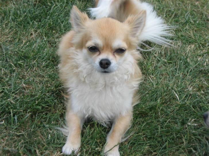 Chihuahua Shiva billede 10