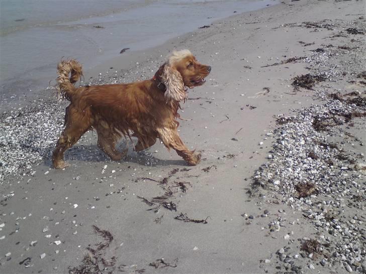 Cocker spaniel Zuma *Bamse* .<33' - fik du øje på noget skath? billede 18