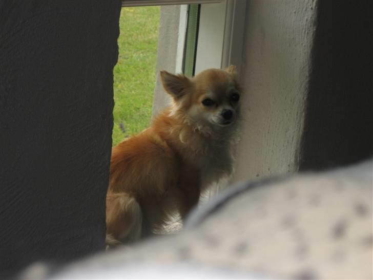 Chihuahua Shiva billede 11