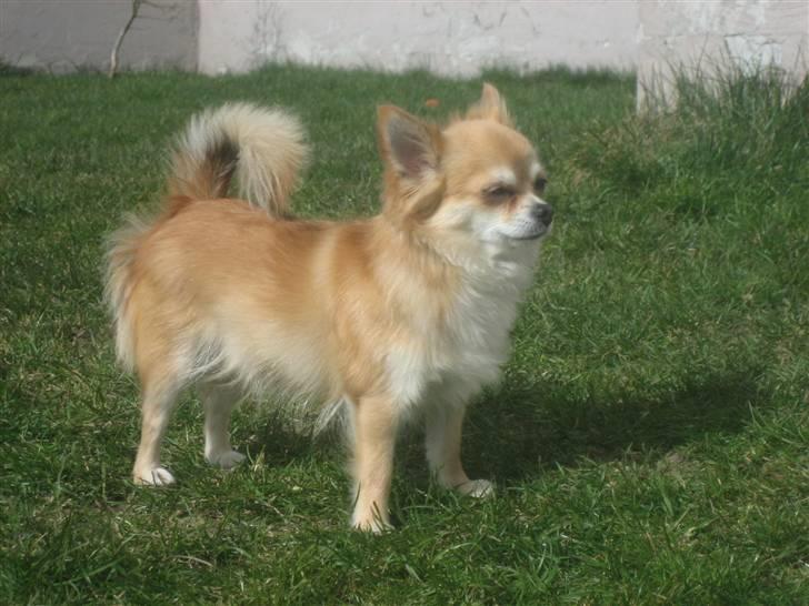 Chihuahua Shiva billede 12