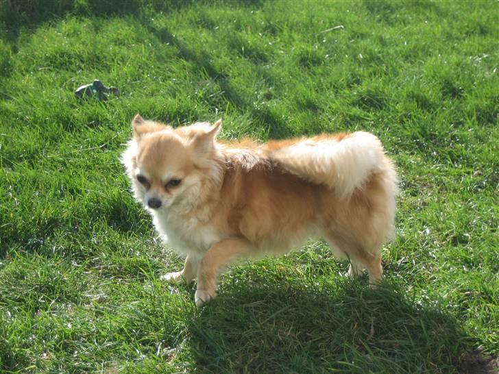 Chihuahua Shiva billede 13