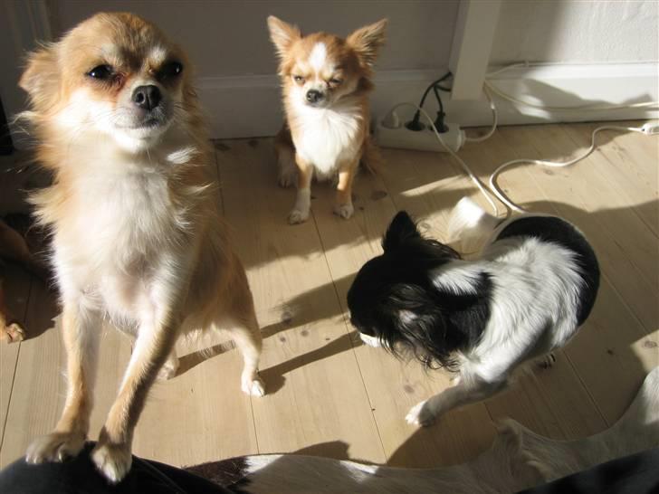 Chihuahua Shiva billede 14