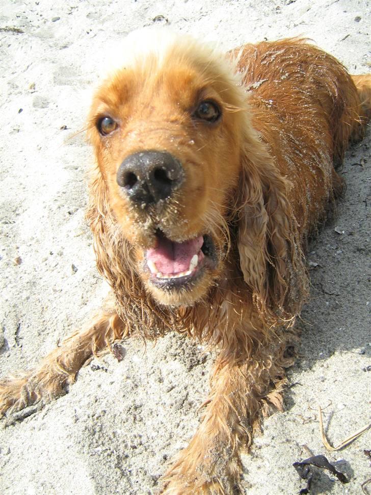 Cocker spaniel Zuma *Bamse* .<33' - haha hvor er han sød <3 billede 19
