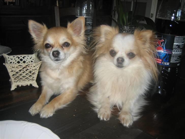 Chihuahua Shiva billede 15