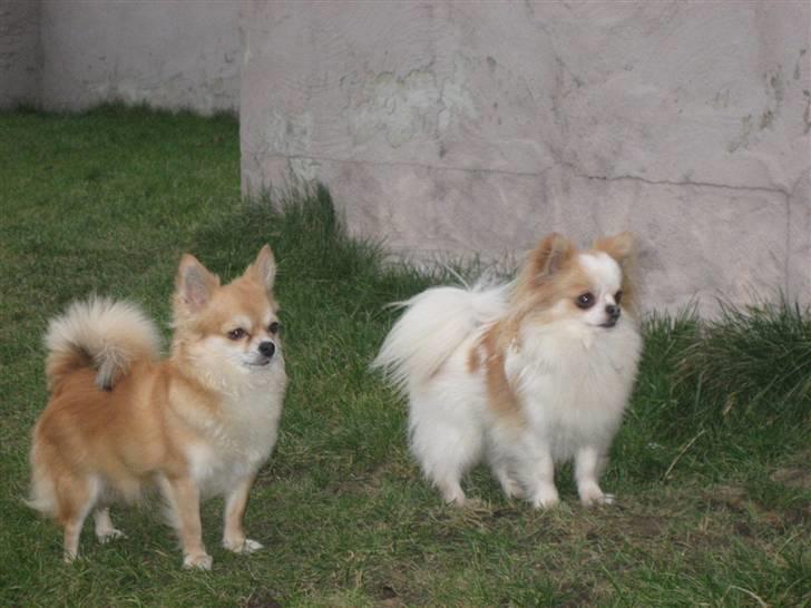 Chihuahua Shiva billede 16