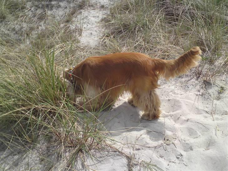 Cocker spaniel Zuma *Bamse* .<33' - Farvel, håber i kommer og besøger mig igen ;P Lig gerne en kommentar og en bedømmelse <3 billede 20