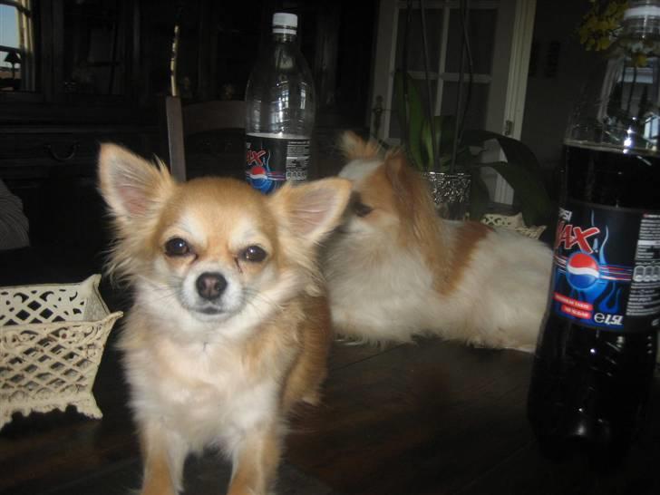 Chihuahua Shiva billede 17