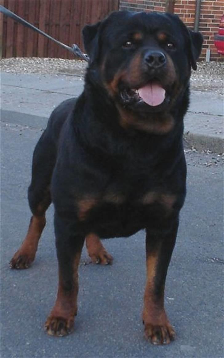 Rottweiler Febæk´s Yuri *R.I.P* - Basses far: Barni billede 13