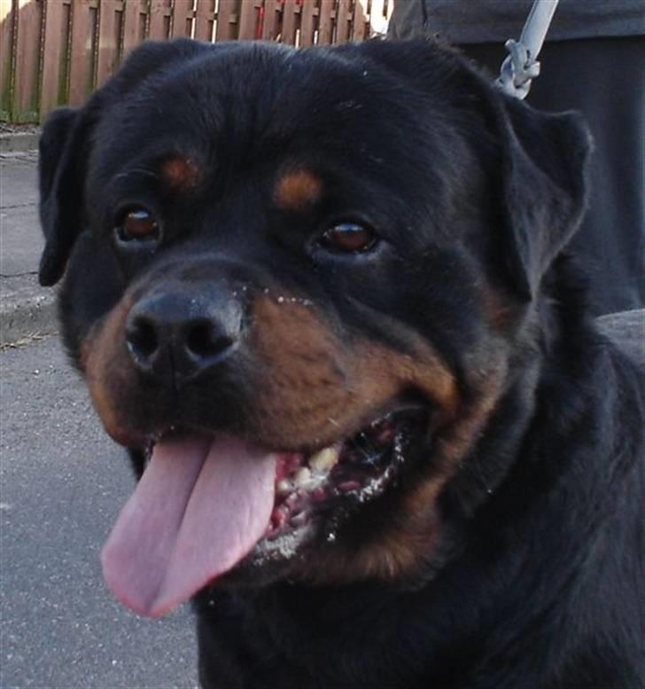 Rottweiler Febæk´s Yuri *R.I.P* - Basses far: Barni billede 14