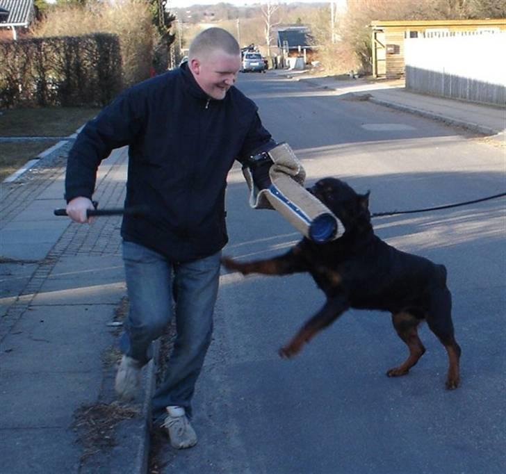 Rottweiler Febæk´s Yuri *R.I.P* - Basses far: Barni billede 15