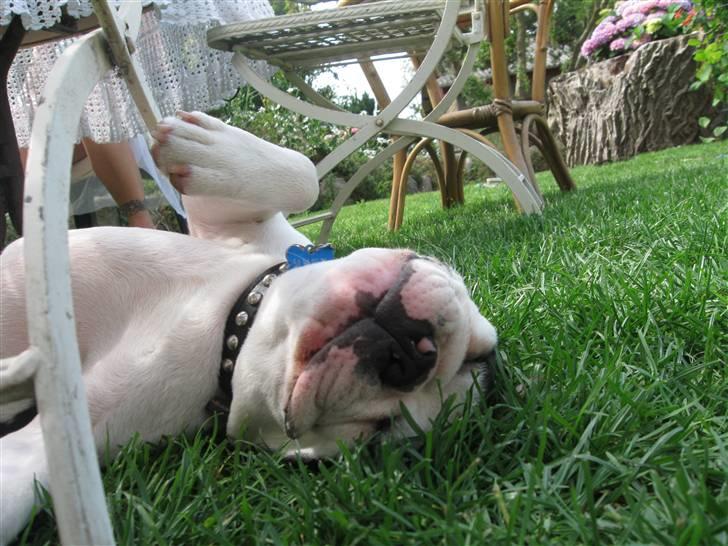 Boston terrier Georgi billede 14