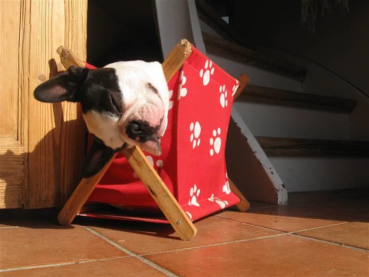 Boston terrier Georgi billede 15