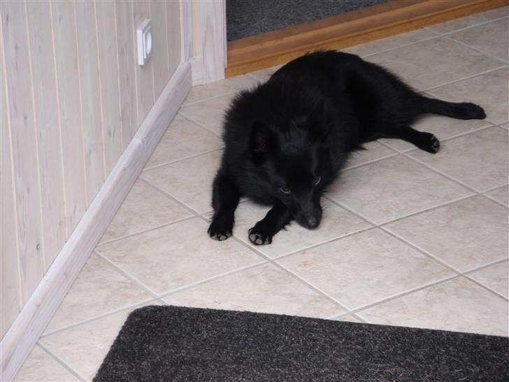 Schipperke Aslan billede 5