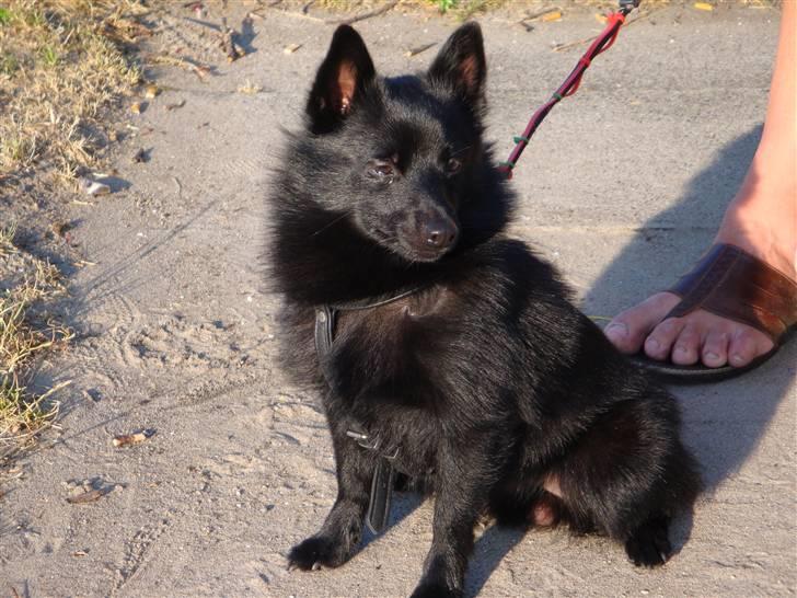 Schipperke Aslan billede 6