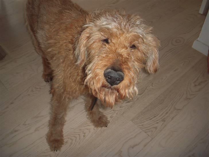 Irsk terrier Gismo DØD;( billede 1