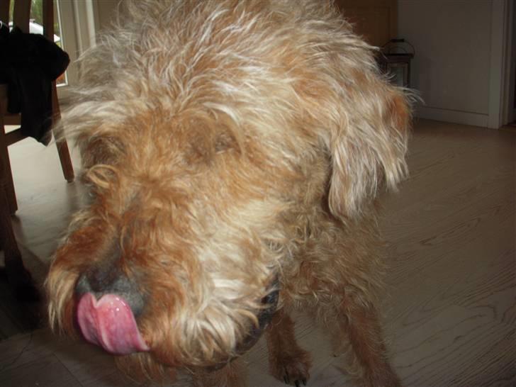 Irsk terrier Gismo DØD;( billede 2