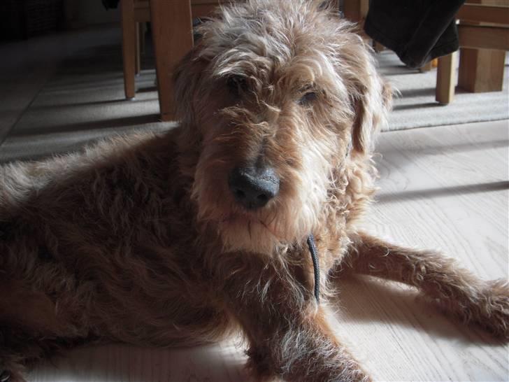 Irsk terrier Gismo DØD;( billede 3