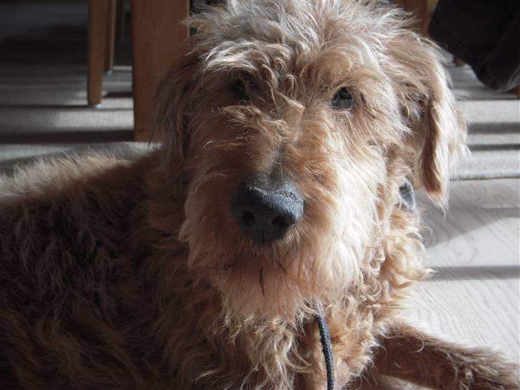 Irsk terrier Gismo DØD;( billede 4