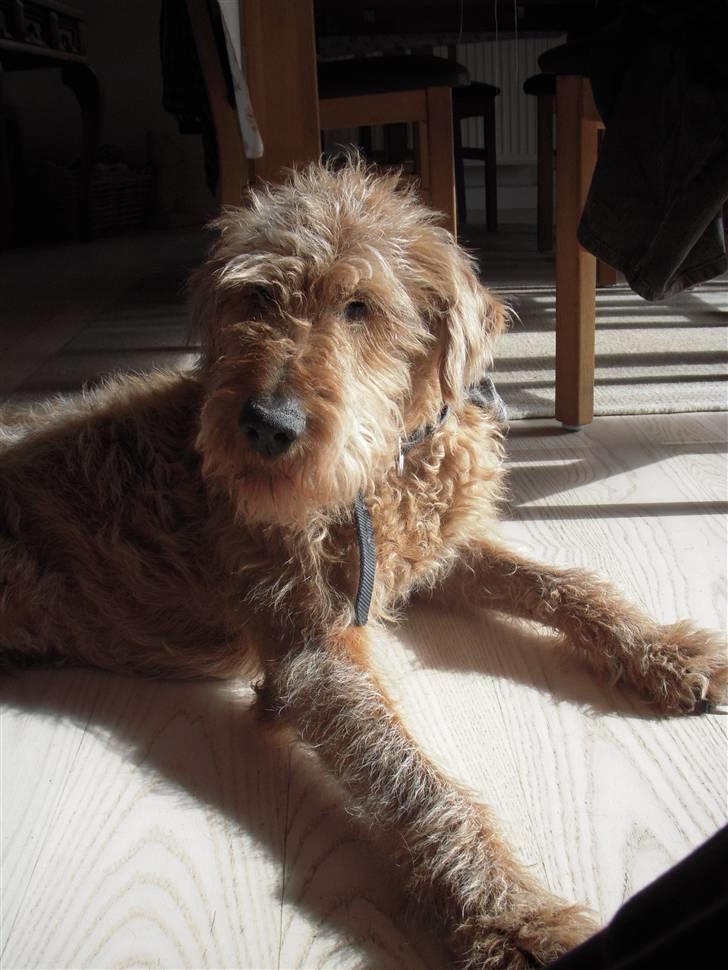 Irsk terrier Gismo DØD;( billede 5